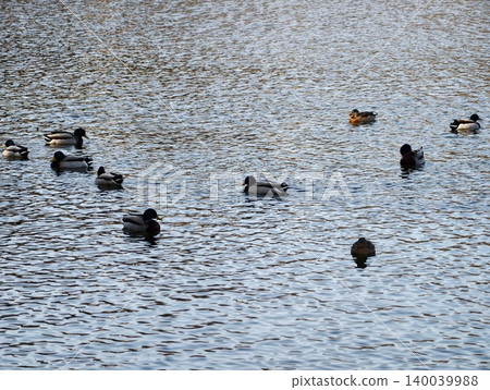 Serene pond with ducks scattered across surface. Quiet scene of ducks resting on still water at dawn 140039988
