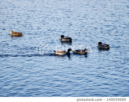 Feather details highlighted by daylight. Water ripples created by floating ducks and their movement 140039989