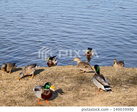 Relaxed ducks enjoying feeding time. Several mallard ducks calmly relax and feed in tranquil pond Relaxed ducks enjoying feeding time. Several mallard ducks calmly relax and feed in tranquil pond 140039990