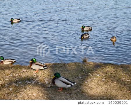 Mallards shifting into water. Moving mallards generate ripples and surface disturbances in water Mallards shifting into water. Moving mallards generate ripples and surface disturbances in water 140039991