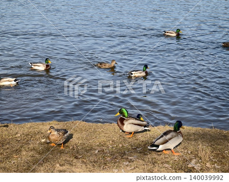 Mallard ducks lounge near sunlit shorelines. Dabbling ducks assemble calmly under gentle sunlight by bank 140039992