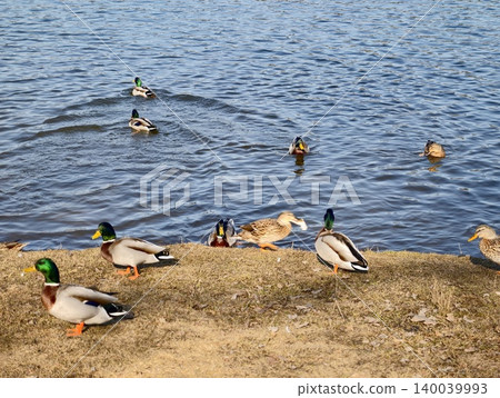 Mallards cluster at shallow pond boundary showcasing gentle interactions and natural community Mallards cluster at shallow pond boundary showcasing gentle interactions and natural community 140039993