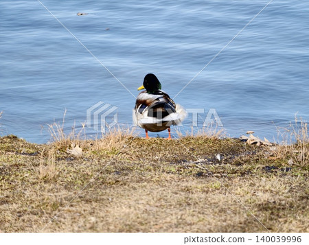 Mallard observing pond with bright feathers. Colorful male duck standing alert on lush grassy shoreline 140039996