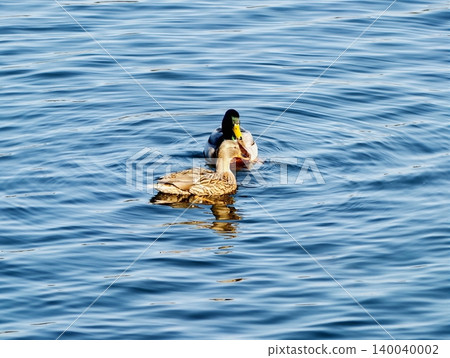 Tranquil scene featuring pair of mallards drifting on luminous water during twilight hours 140040002