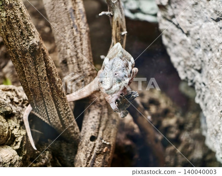 Camouflaged lizard on twig. Camouflaged reptile perched delicately on thin branch with textured skin Camouflaged lizard on twig. Camouflaged reptile perched delicately on thin branch with textured skin 140040003