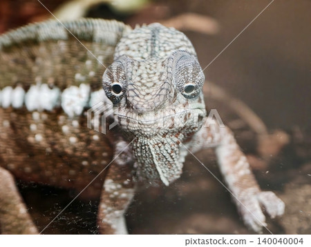 Closeup shot highlighting textured skin and striking coloration of chameleon with piercing eyes Closeup shot highlighting textured skin and striking coloration of chameleon with piercing eyes 140040004
