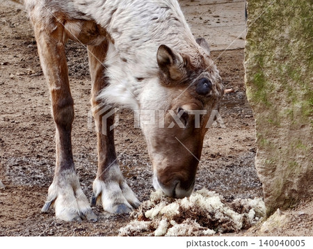 Deer examining shedding fur. Tranquil scene of reindeer eyes ground for shed fur and emerging antlers Deer examining shedding fur. Tranquil scene of reindeer eyes ground for shed fur and emerging antlers 140040005