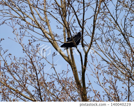 Black bird perches quietly on branch. Lone crow sits still on exposed branch amidst spring air 140040229