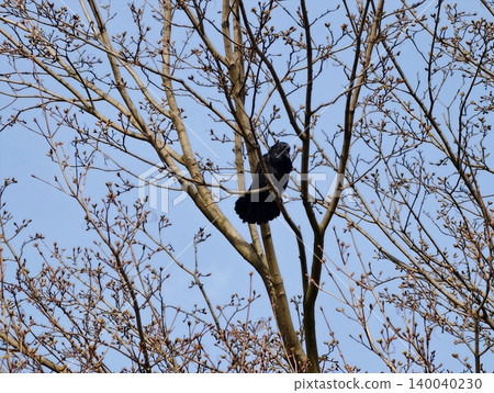 Crow observing environment attentively. Observer crow showing curiosity in its natural outdoor setting Crow observing environment attentively. Observer crow showing curiosity in its natural outdoor setting 140040230