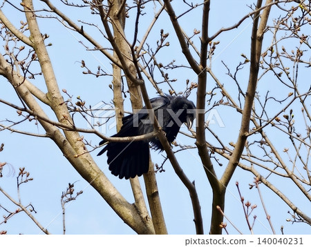 Crow in flight with open wings. Vibrant crow soaring above fresh spring growth with extended wings Crow in flight with open wings. Vibrant crow soaring above fresh spring growth with extended wings 140040231