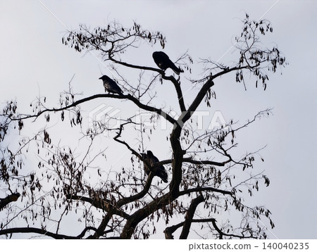 Two black ravens on leafless twigs. Pair of crows silhouetted against soft sky backdrop at dusk 140040235