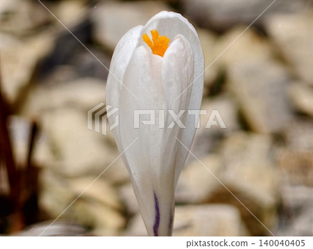 Macro image of white crocus blooming among pebbles under gentle spring sunlight in minimalist setting Macro image of white crocus blooming among pebbles under gentle spring sunlight in minimalist setting 140040405