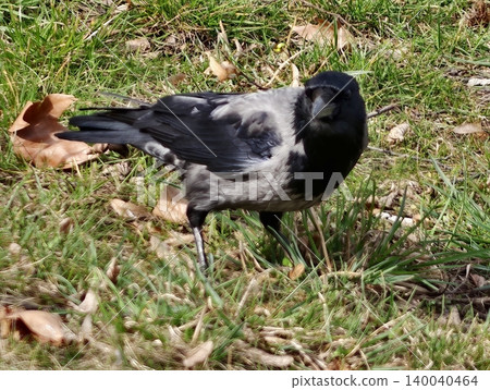 Urban crow searches among leaves. Hooded crow foraging on grass with sunlight highlighting feathers Urban crow searches among leaves. Hooded crow foraging on grass with sunlight highlighting feathers 140040464