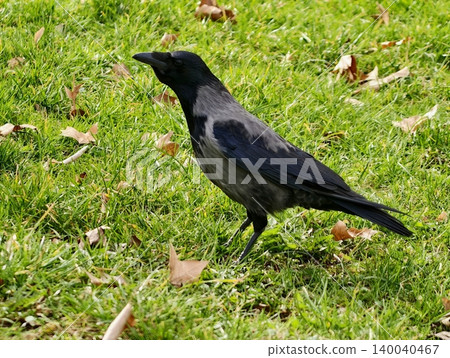 Urban crow moving across lush greens. Black hooded bird walking through vibrant grassy field scene Urban crow moving across lush greens. Black hooded bird walking through vibrant grassy field scene 140040467