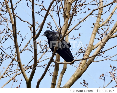 Closeup of crow detailed feathers. Editorial style shot focusing on crow with textured bark and vivid details Closeup of crow detailed feathers. Editorial style shot focusing on crow with textured bark and vivid details 140040507