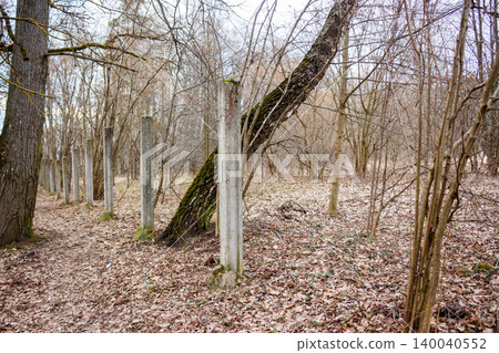 A row of ancient concrete posts forming a rustic fence line in a bare forest. Weathered pillars, speckled with moss, stand among the dry leaves and dormant trees 140040552