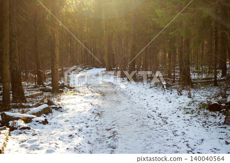 Winding snowy path through a serene winter forest. Dappled sunlight filters through tall trees, creating a peaceful natural scene, perfect for a quiet stroll Winding snowy path through a serene winter forest. Dappled sunlight filters through tall trees, creating a peaceful natural scene, perfect for a quiet stroll 140040564