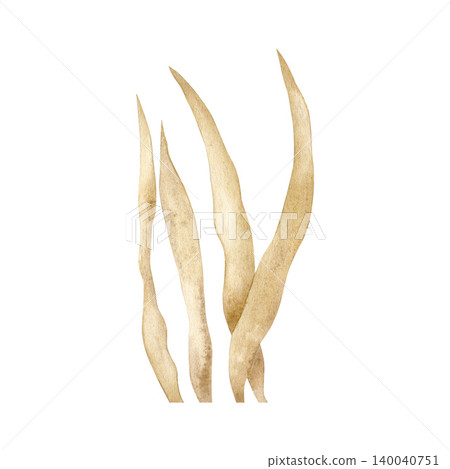 Watercolor illustration of golden seaweed isolated on white background. Hand drawn marine underwater plant element for ocean design, aquarium projects, beach-themed branding and nature decor.  140040751