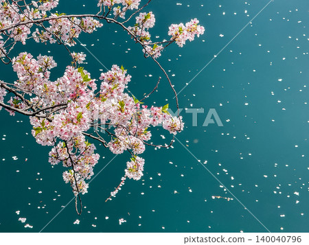 The beautiful, fantastical flurry of cherry blossoms dancing on the surface of the Ooka River, and the cherry blossoms in full bloom at night. The beautiful, fantastical flurry of cherry blossoms dancing on the surface of the Ooka River, and the cherry blossoms in full bloom at night. 140040796