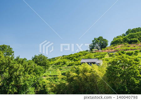 Early summer rural landscape: Orchard on the mountainside, Asuka Village, Nara Prefecture Early summer rural landscape: Orchard on the mountainside, Asuka Village, Nara Prefecture 140040798