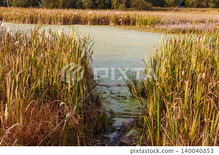 Murky water channel winds through tall cattails and reeds in a boggy wetland. A secluded passage in marshland, autumn's touch apparent Murky water channel winds through tall cattails and reeds in a boggy wetland. A secluded passage in marshland, autumn's touch apparent 140040853