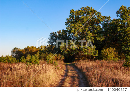 Dusty country road snakes through golden grasses, vanishing into a lush green forest under a bright sky Dusty country road snakes through golden grasses, vanishing into a lush green forest under a bright sky 140040857