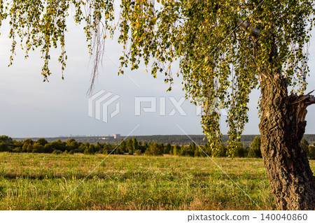 Weeping birch branches, adorned with sun-kissed green-gold leaves, frame a vibrant meadow. Its sturdy trunk anchors the scene, overlooking a distant wooded horizon 140040860