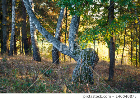 Gnarly birch tree with a large burl and bent trunk stands out in a sun-dappled autumn forest. Woodland scene with natural beauty and unique tree shape Gnarly birch tree with a large burl and bent trunk stands out in a sun-dappled autumn forest. Woodland scene with natural beauty and unique tree shape 140040873