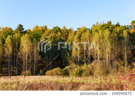 Golden birches and diverse trees line a sunny autumn forest edge, under a clear blue sky, next to a grassy field 140040875