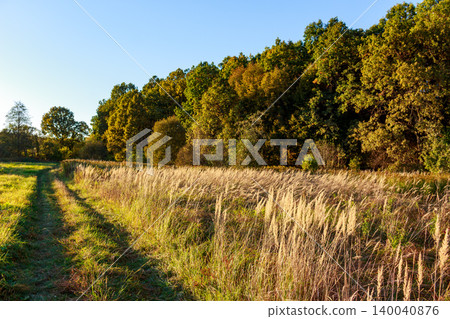 Golden hour light bathes a country path winding through a field of dry, feathery grass, bordered by vibrant autumn trees under a clear sky Golden hour light bathes a country path winding through a field of dry, feathery grass, bordered by vibrant autumn trees under a clear sky 140040876