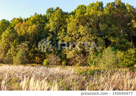 Golden dry grass sways in front of a verdant autumn forest under a clear sky, depicting a serene rural landscape 140040877
