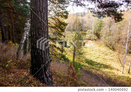 Gnarly pine trunk anchors a tranquil autumn forest scene, revealing a valley draped in fall foliage and dry grasses Gnarly pine trunk anchors a tranquil autumn forest scene, revealing a valley draped in fall foliage and dry grasses 140040892