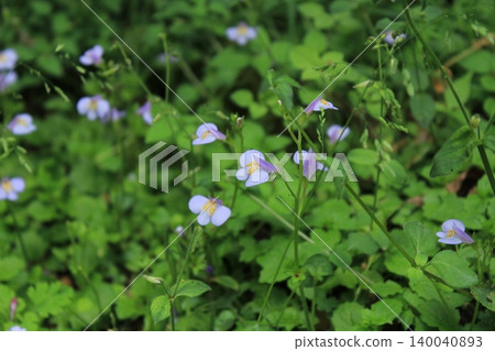 Small flowers 140040893