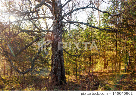 Gnarly birch tree with bare, twisted branches basking in sun-drenched autumn forest. Golden light streaks through pines, evoking serene, rustic ambiance Gnarly birch tree with bare, twisted branches basking in sun-drenched autumn forest. Golden light streaks through pines, evoking serene, rustic ambiance 140040901