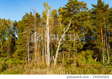 Vibrant mixed forest thrives by a calm pond, tall pines and birches reflecting in the still water. Autumn's touch colors the leaves under a clear sky Vibrant mixed forest thrives by a calm pond, tall pines and birches reflecting in the still water. Autumn's touch colors the leaves under a clear sky 140040902