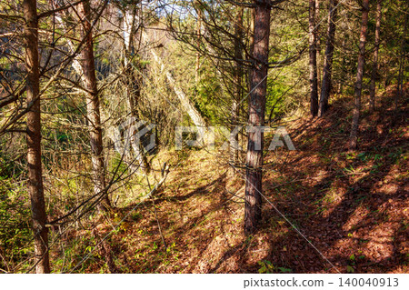 Sunny forest scene with tall pine trees on a sloping, leafy ground. Long shadows stretch across the woodland, showing the beauty of nature Sunny forest scene with tall pine trees on a sloping, leafy ground. Long shadows stretch across the woodland, showing the beauty of nature 140040913