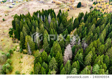 Aerial shot of a thick coniferous forest, its lush green canopy contrasting with a few stark, bare trees. Rolling hills and a distant village peek from the backdrop 140040934