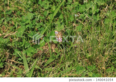 小紫藍眼草 小紫藍眼草 140041054