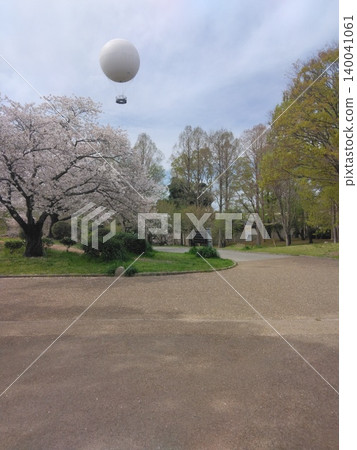 Cherry blossoms in full bloom in a spring park and a white hot air balloon floating in the sky. Cherry blossoms in full bloom in a spring park and a white hot air balloon floating in the sky. 140041061
