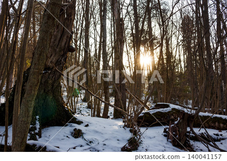 Golden sun rays pierce through a dense winter forest, blanketing fresh snow. A distant dwelling peeks through bare trees, adding a touch of serene solitude 140041157