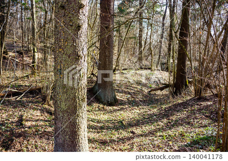 Rough-barked tree trunk dominates a quiet forest scene. Sunlight filters through bare branches, illuminating a carpet of autumn leaves and sparse undergrowth, conveying a serene natural vibe Rough-barked tree trunk dominates a quiet forest scene. Sunlight filters through bare branches, illuminating a carpet of autumn leaves and sparse undergrowth, conveying a serene natural vibe 140041178