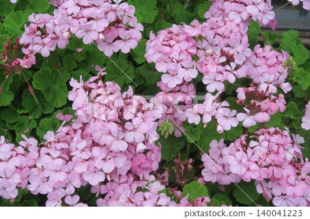 Cute pink hydrangeas blooming in Shobu-numa Park 140041223