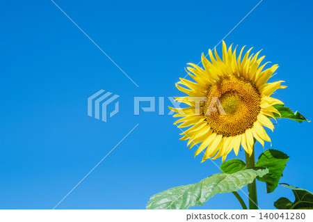 sunflower	 140041280