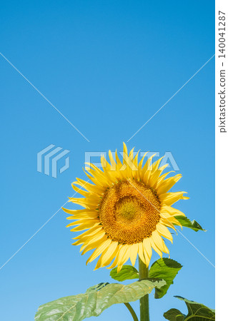 sunflower sunflower 140041287