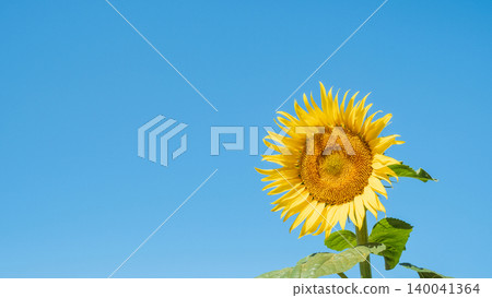 向日葵 向日葵 140041364