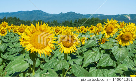 Sunflower field (Tsunan Sunflower Square) Sunflower field (Tsunan Sunflower Square) 140041391