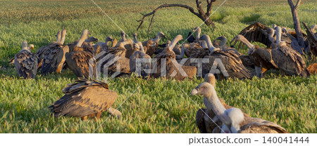 Eurasian Griffon Vulture, Spain Eurasian Griffon Vulture, Spain 140041444