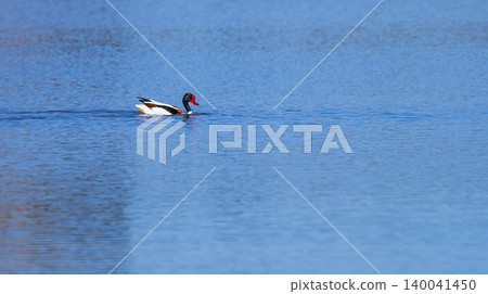Common Shelduck, Lagunas de Villafafila Natural Reserve, Spain Common Shelduck, Lagunas de Villafafila Natural Reserve, Spain 140041450