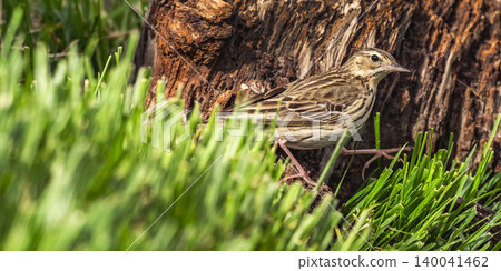 Meadow Pipit, Spain Meadow Pipit, Spain 140041462