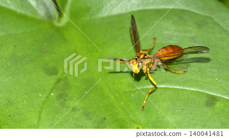 Wasp, Tropical Rainforest, Costa Rica Wasp, Tropical Rainforest, Costa Rica 140041481